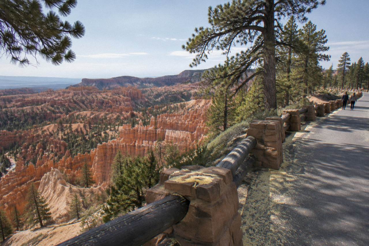 A paved scenic road curving along a pine-dotted rim above red rock hoodoos at Bryce Canyon