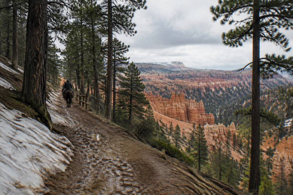A wooded horse trail winding between tall ponderosa pines with red rock formations in the distance