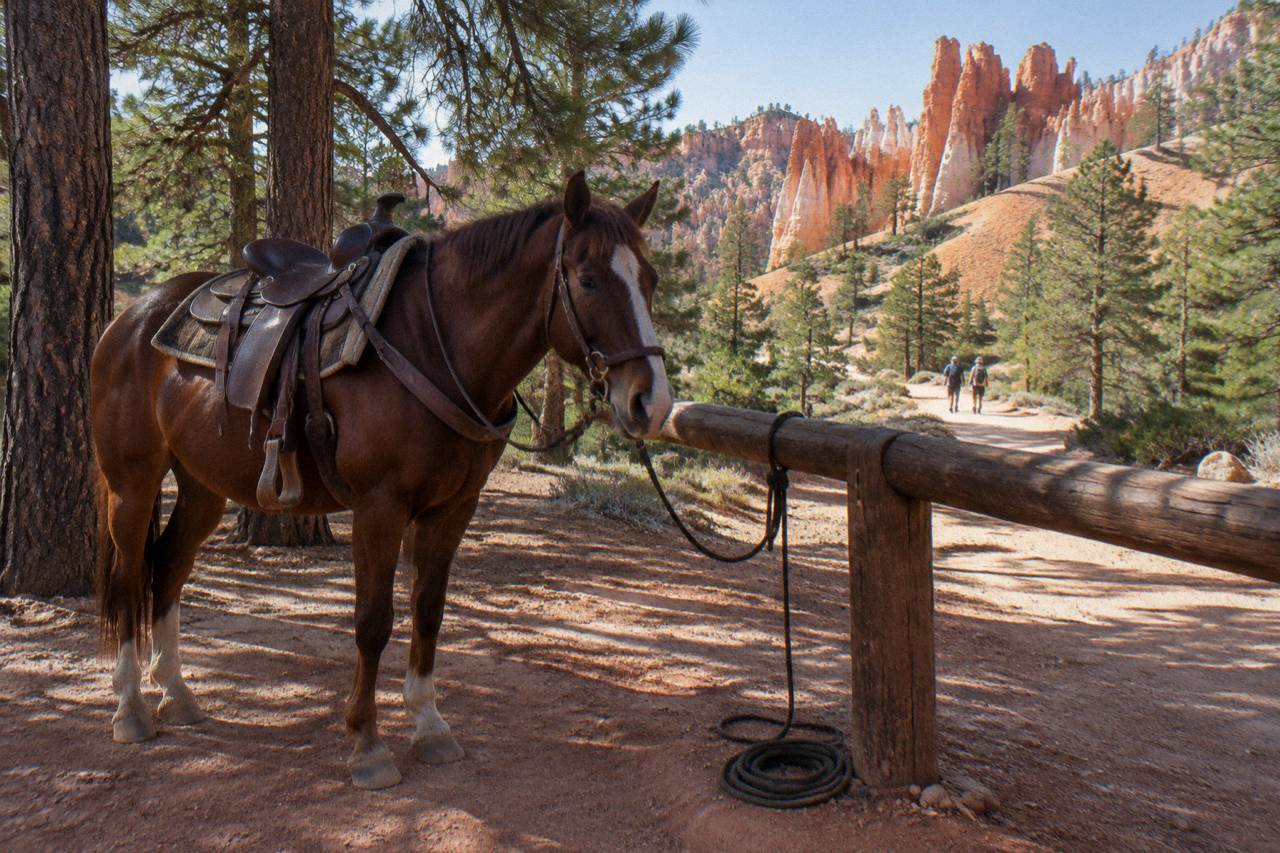 A saddled horse standing tied at a rail near pine forest at the rim of a red rock canyon
