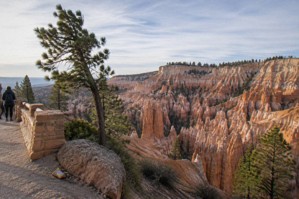 Hoodoo rock spires standing in rows below a pine covered canyon rim