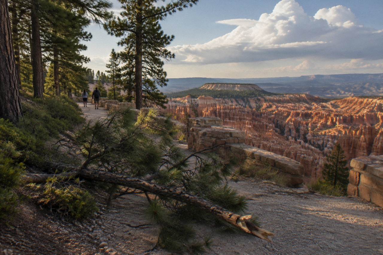 Pine forest along the rim of a red rock amphitheater under a wide sky
