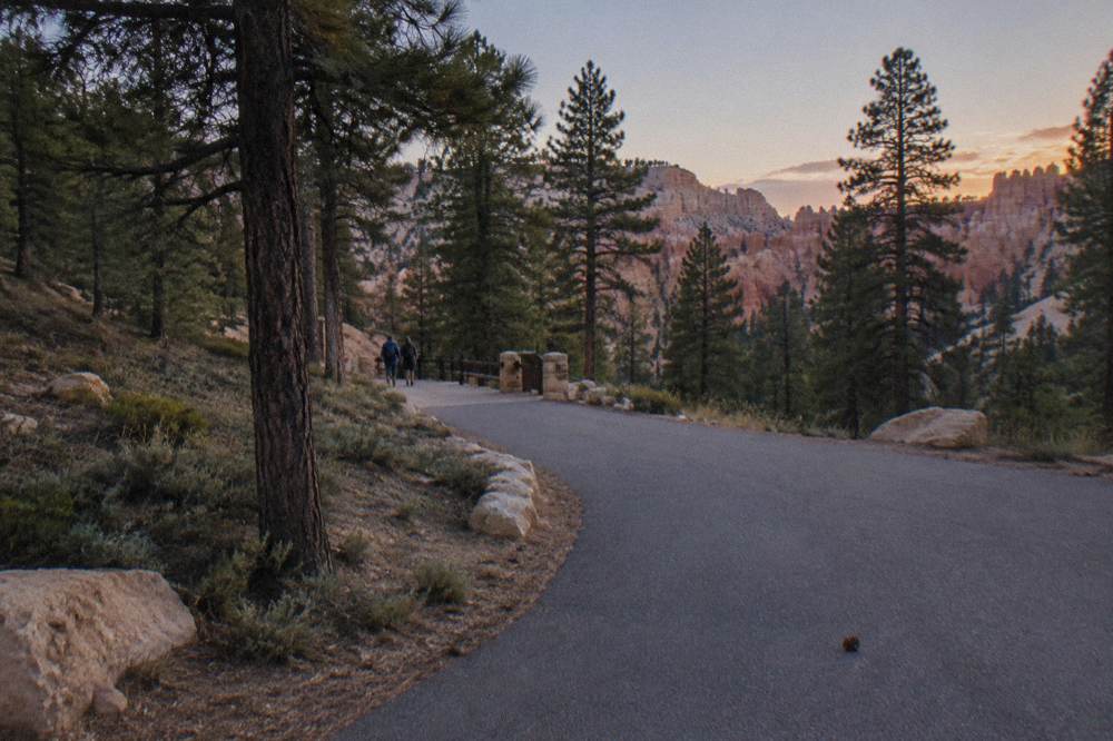 A quiet pine-lined road curving toward distant pink cliffs at dusk