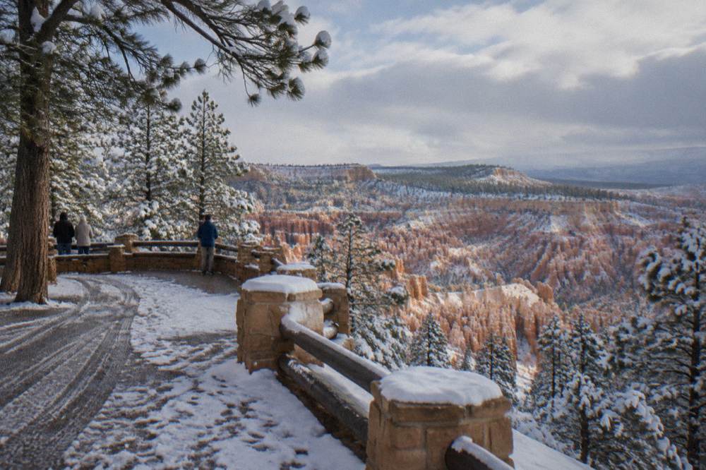 Snow-dusted pine forest at high elevation near a canyon rim overlook