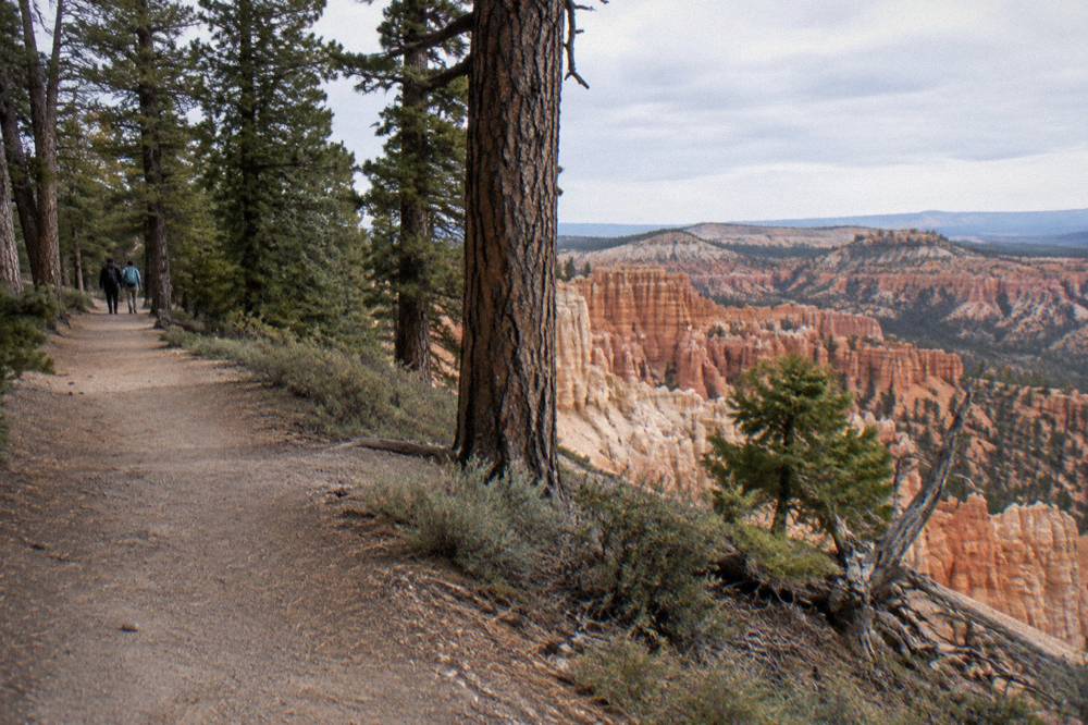Pine forest along the rim trail above the hoodoo canyon