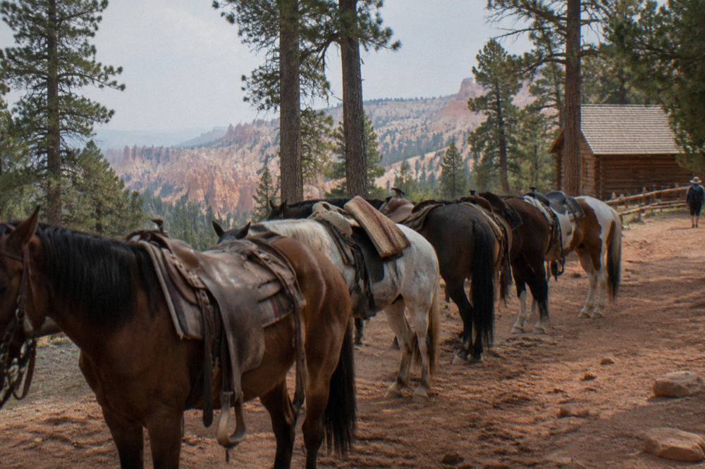 Saddled horses standing in a line on a red dirt trail among ponderosa pines