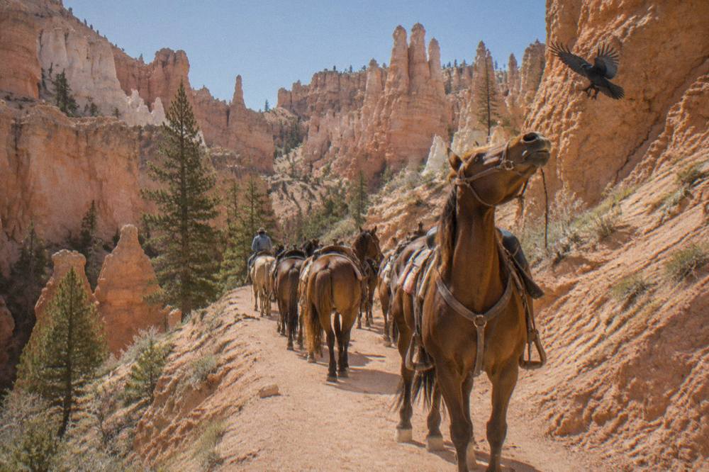 Horses standing single file on a red dirt trail between eroded rock cliffs