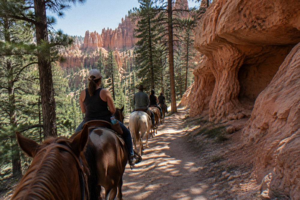 A guided line of horses crossing a pine shaded trail beneath tall red rock walls