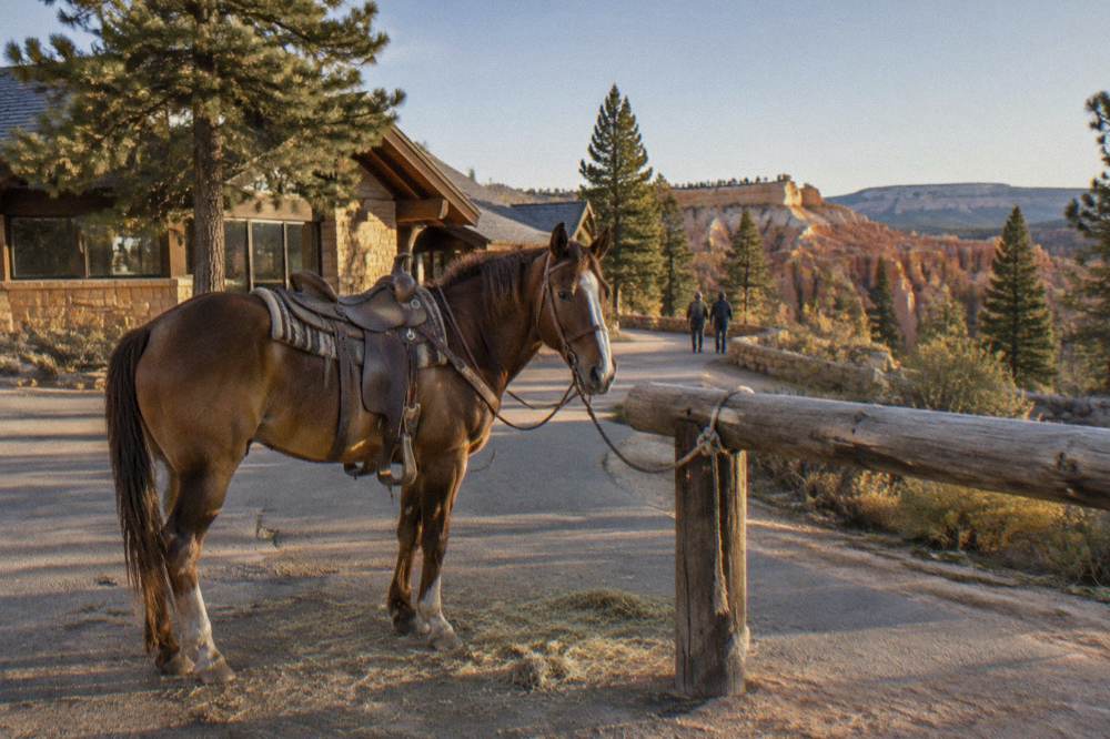 A saddled horse tied at a wooden rail near a forest trailhead