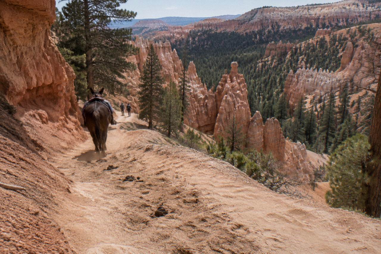 Red rock canyon walls and pine forest along a horse trail near Bryce Canyon