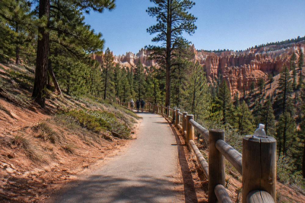 Paved path through green pines leading toward a wide rocky canyon filled with hoodoo columns under a blue sky