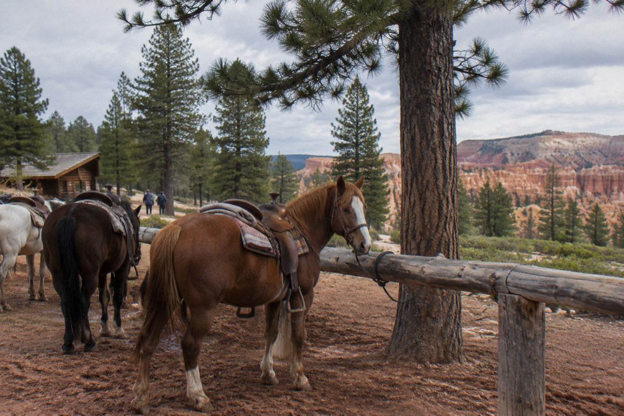 Saddled trail horses standing tied at a rail beside pine forest near Bryce Canyon