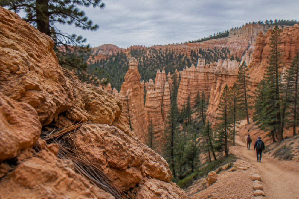 Close view of thin orange rock spires rising from a forested canyon floor