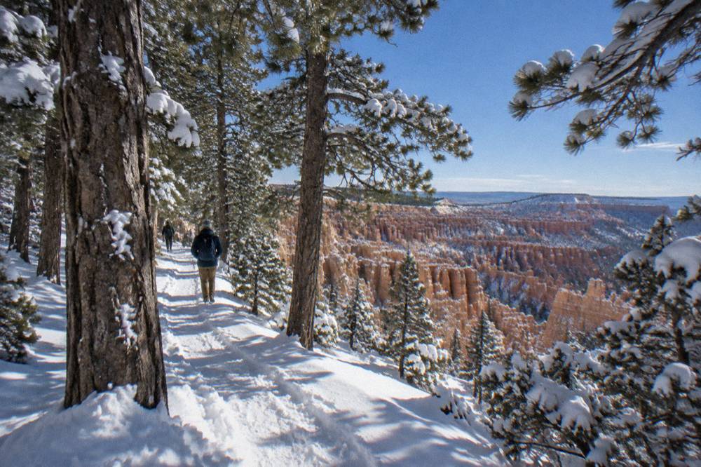 Snow-covered ponderosa pines along the canyon rim under a clear blue sky