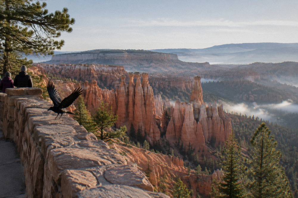 Row of red rock hoodoo columns standing above a forested canyon floor in morning light