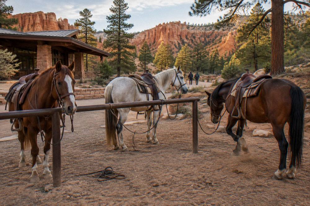 Horses standing tied at a trailhead among red rock cliffs and pines