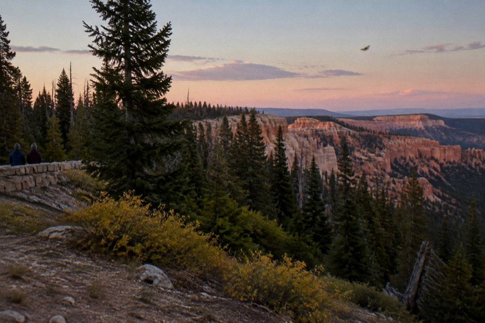 Wide view across the plateau top with evergreen trees and distant pink cliffs at dusk