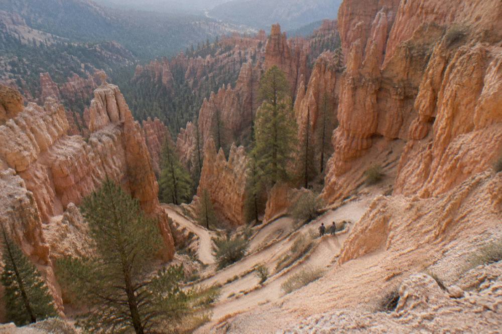 A canyon trail winding between tall red rock fins and pine trees