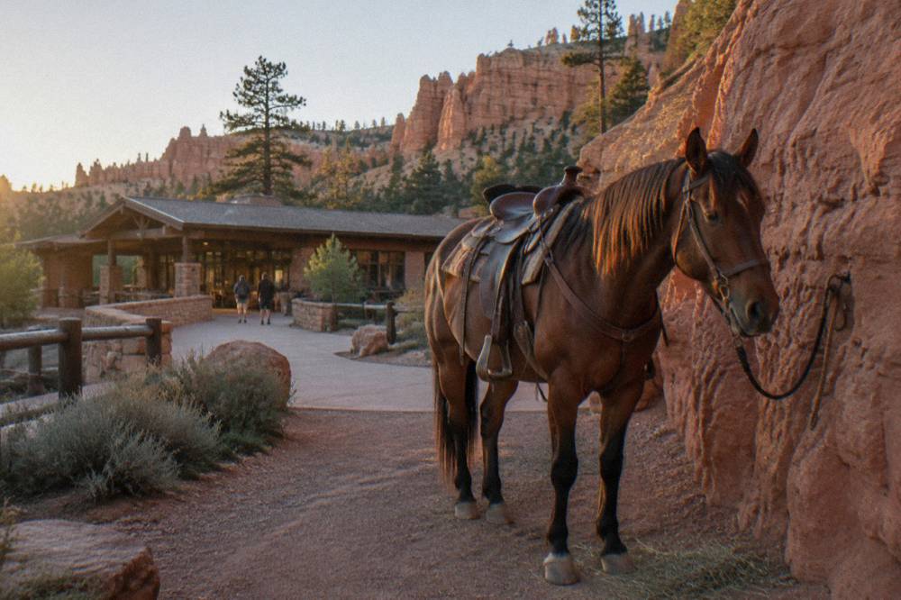 A horse standing saddled beside a red rock wall under an open sky