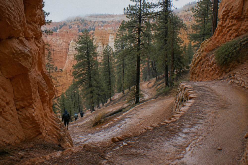 A dirt trail switchbacking down between tall orange rock walls and pine trees