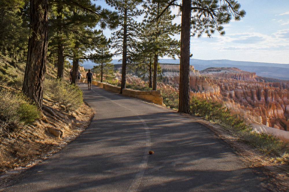 A smooth paved path curving through tall ponderosa pines toward a canyon rim