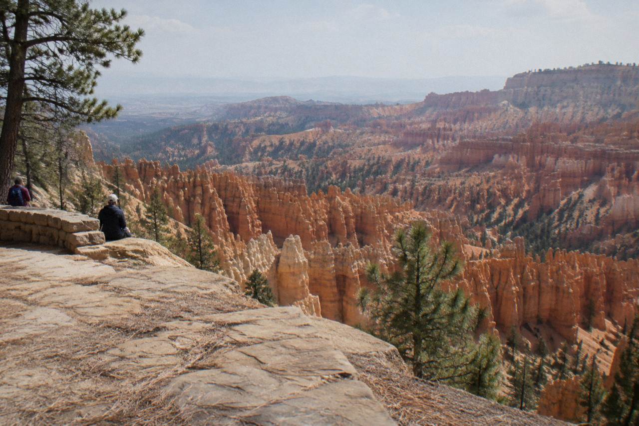 Sunlit hoodoo formations in Bryce Amphitheater seen from a rim overlook at midday