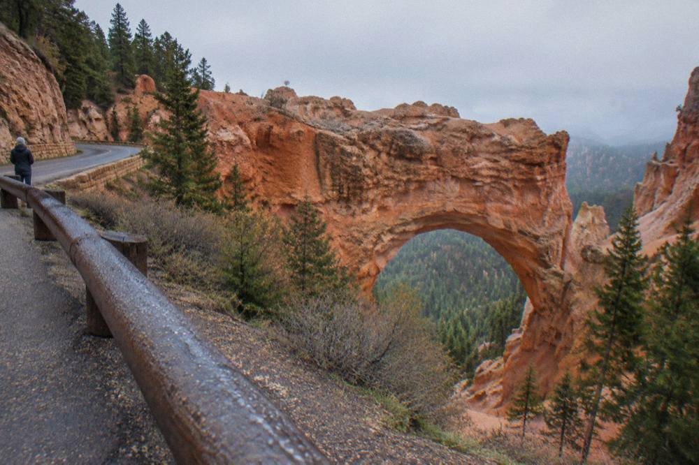 A paved overlook road curving along the rim above eroded rock spires and green pines.