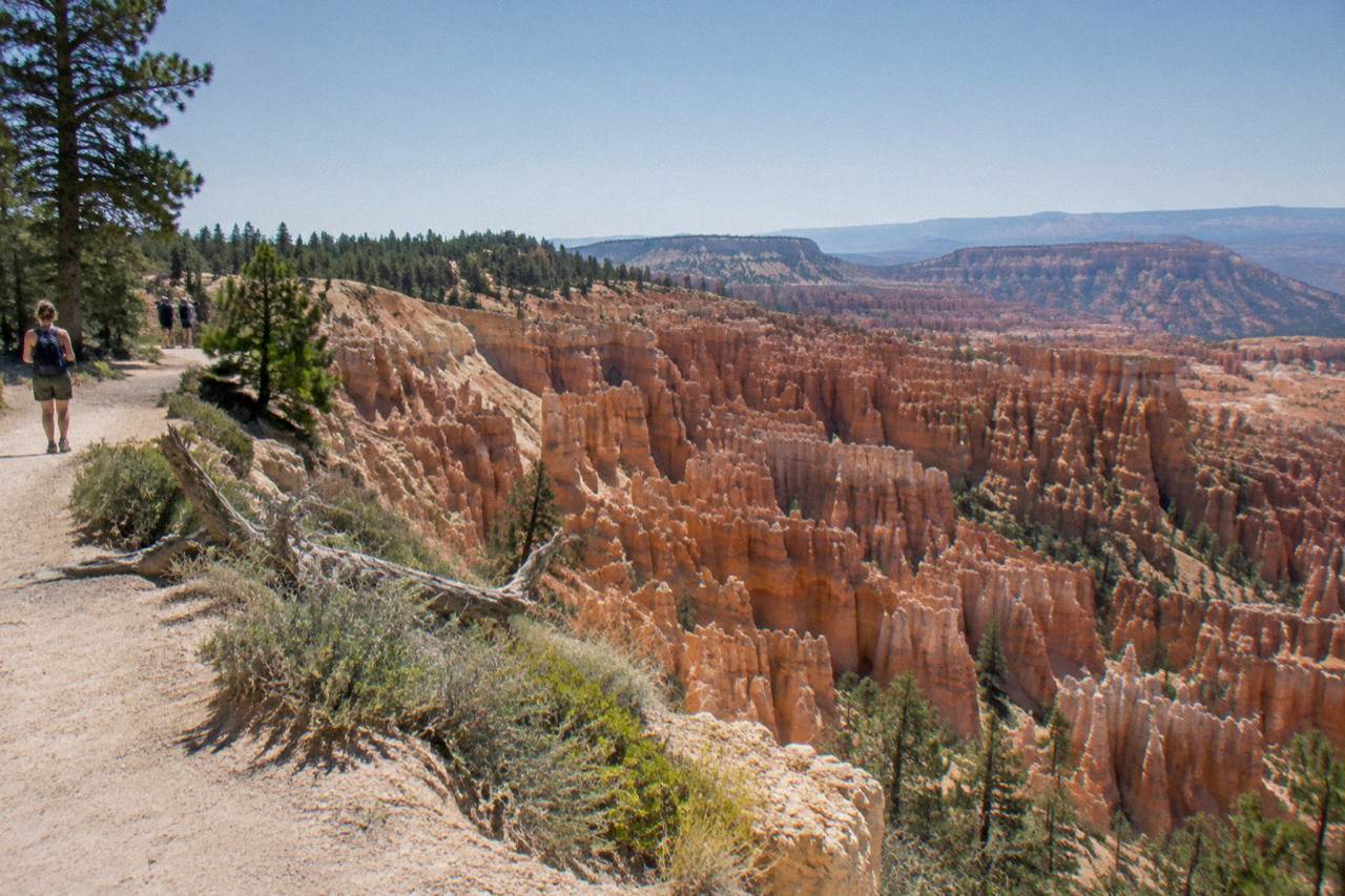 The Bryce Amphitheater at midday, rows of orange hoodoos descending from a forested rim.