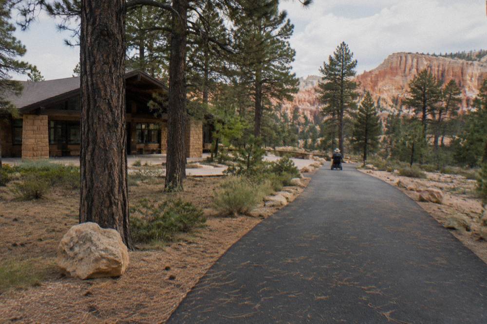 Level paved rim path curving between pine trees above the canyon