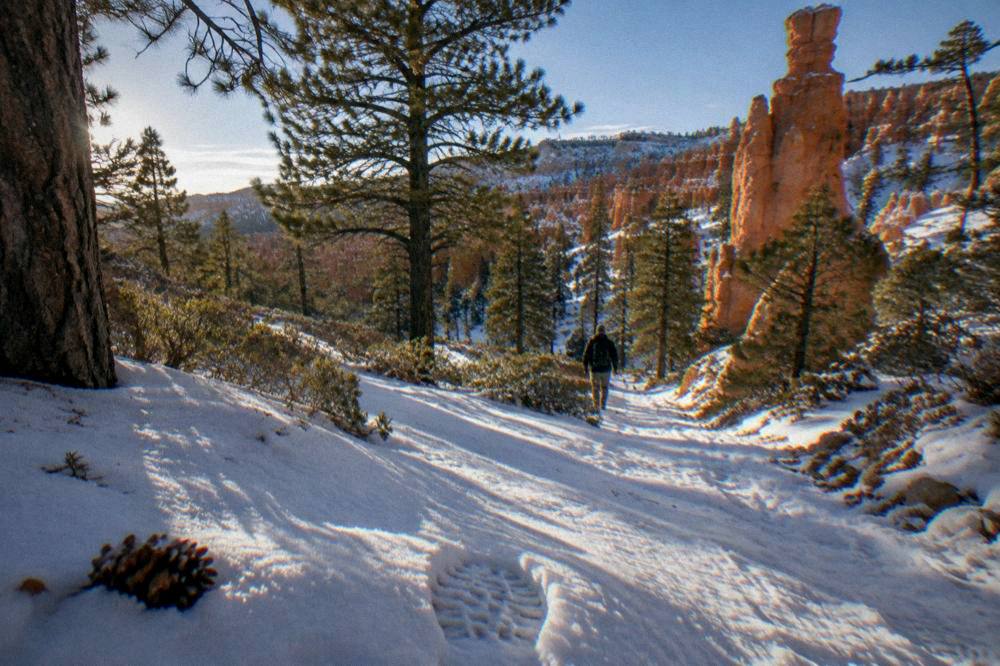 Fresh snow covering the pine forest and hoodoo columns along the Bryce Canyon rim in morning light