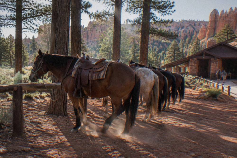 A line of tied trail horses beside pine forest at Red Canyon near Bryce Canyon