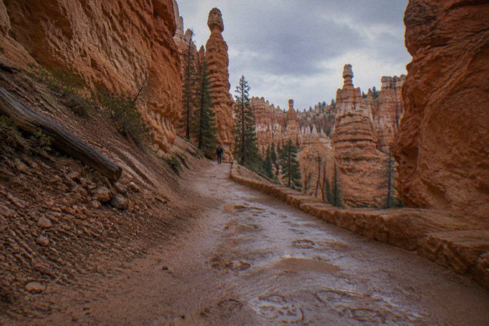 A hiker-free trail winding among tall orange hoodoos below the rim
